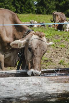 Umgebung im Sommer